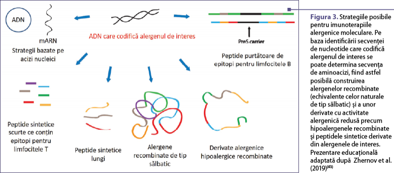 Figura 3. Strategiile posibile pentru imunoterapiile alergenice moleculare. Pe baza identificării secvenţei de nucleotide care codifică alergenul de interes se poate determina secvenţa de aminoacizi, fiind astfel posibilă construirea alergenelor recombinate (echivalente celor naturale de tip sălbatic) şi a unor derivate cu activitate alergenică redusă precum hipoalergenele recombinate şi peptidele sintetice derivate din alergenele de interes. Prezentare educaţională adaptată după  Zhernov et al. (2019)(43)