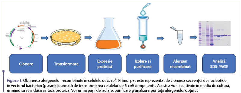 Figura 1. Obţinerea alergenelor recombinate în celulele de E. coli. Primul pas este reprezentat de clonarea secvenţei de nucleotide  în vectorul bacterian (plasmid), urmată de transformarea celulelor de E. coli competente. Acestea vor fi cultivate în mediu de cultură, urmând să se inducă sinteza proteică. Vor urma paşii de izolare, purificare şi analiză a purităţii alergenului obţinut