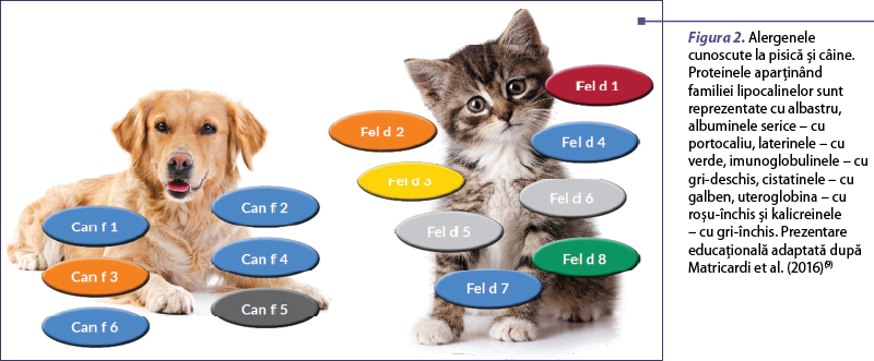 Figura 2. Alergenele cunoscute la pisică şi câine. Proteinele aparţinând familiei lipocalinelor sunt reprezentate cu albastru, albuminele serice – cu portocaliu, laterinele – cu verde, imunoglobulinele – cu gri-deschis, cistatinele – cu galben, uteroglobina – cu roşu-închis şi kalicreinele – cu gri-închis. Prezentare educaţională adaptată după Matricardi et al. (2016)(9)