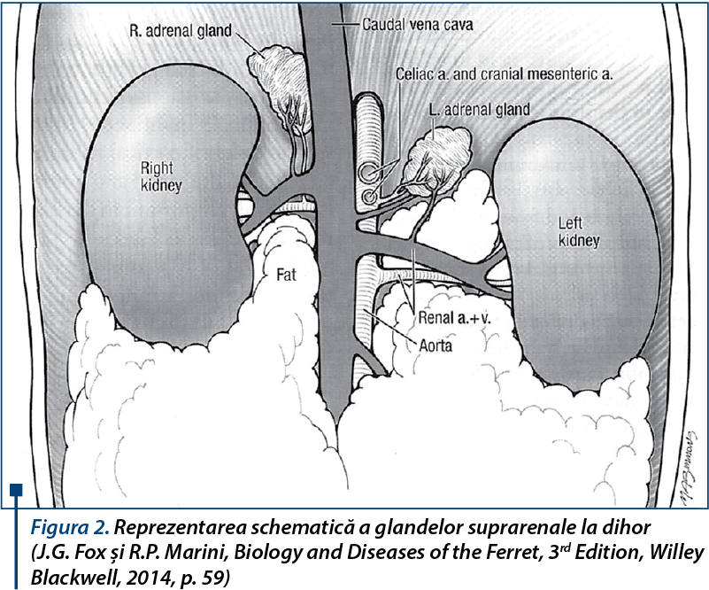 Reprezentarea schematică a glandelor suprarenale la dihor