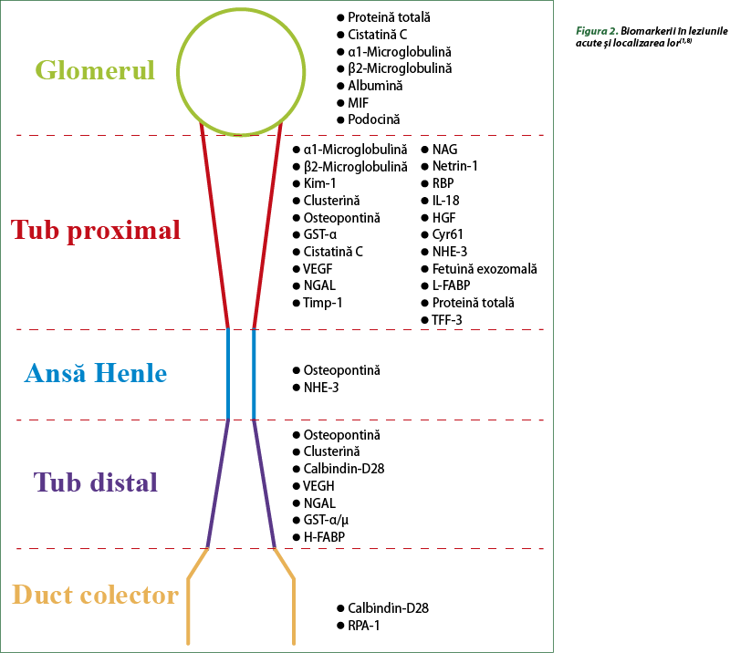 Figura 2. Biomarkerii în leziunile acute şi localizarea lor(1,8)