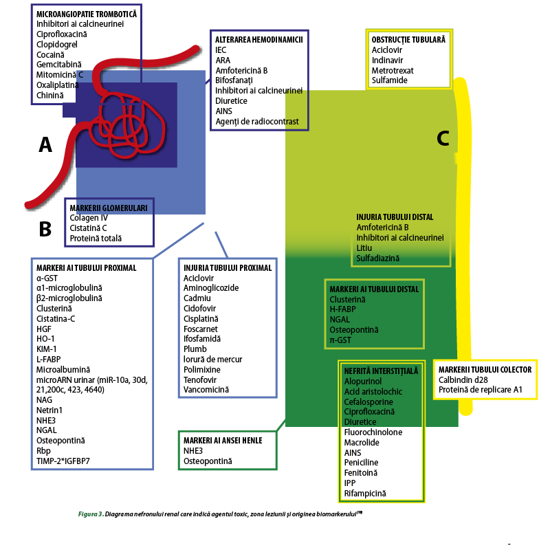 Figura 3. Diagrama nefronului renal care indică agentul toxic, zona leziunii şi originea biomarkerului(18)