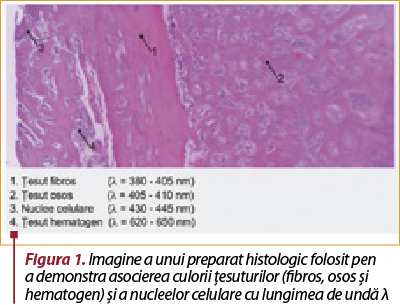 Figura 1. Imagine a unui preparat histologic folosit pen­tru  a demonstra asocierea culorii ţesuturilor (fibros, osos şi hematogen) şi a nucleelor celulare cu lungimea de undă λ