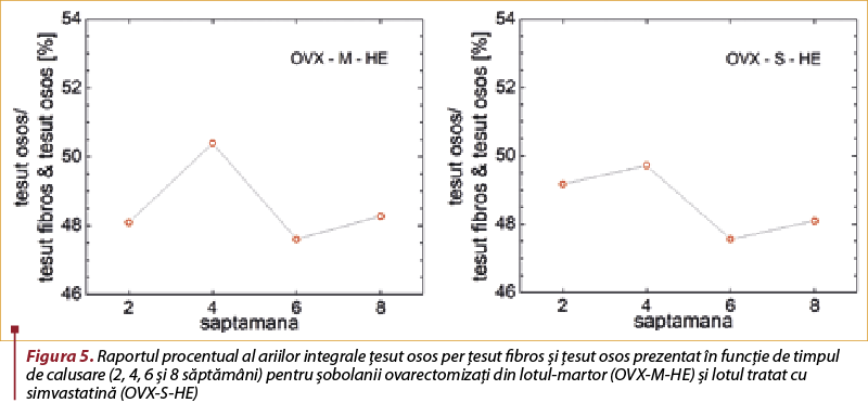 Figura 5. Raportul procentual al ariilor integrale ţesut osos per ţesut fibros şi ţesut osos prezentat în funcţie de timpul de calusare (2, 4, 6 şi 8 săptămâni) pentru şobolanii ovarectomizaţi din lotul-martor (OVX-M-HE) şi lotul tratat cu simvastatină (OVX-S-HE)