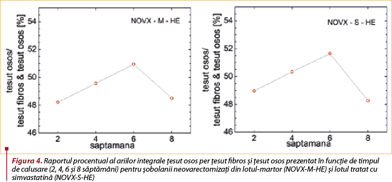 Figura 4. Raportul procentual al ariilor integrale ţesut osos per ţesut fibros şi ţesut osos prezentat în funcţie de timpul de calusare (2, 4, 6 şi 8 săptămâni) pentru şobolanii neovarectomizaţi din lotul-martor (NOVX-M-HE) şi lotul tratat cu simvastatină (NOVX-S-HE)
