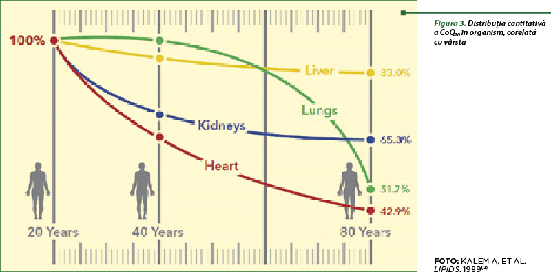 Figura 3. Distribuţia cantitativă a CoQ10 în organism, corelată cu vârsta