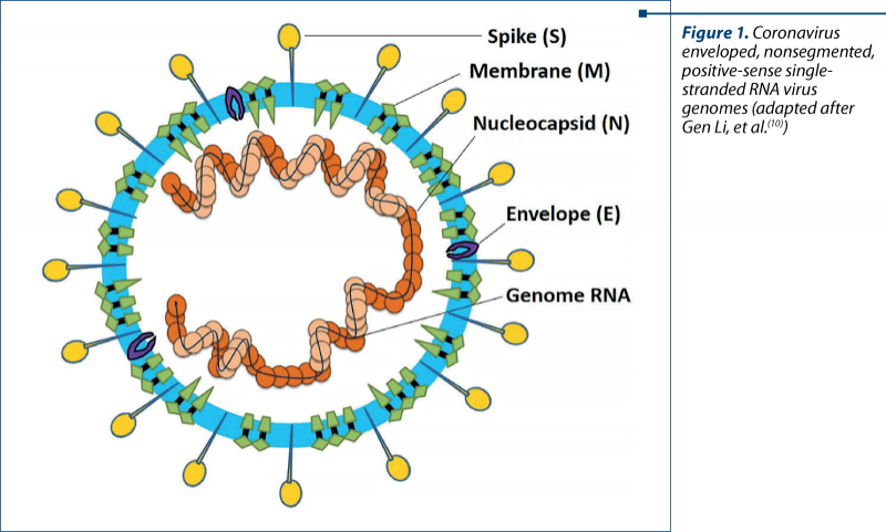 Figure 1. Coronavirus enveloped, nonsegmented, positive-sense single-stranded RNA virus genomes (adapted after Gen Li, et al.(10))