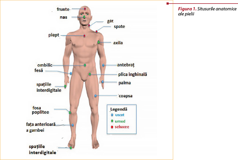 Figura 1. Situsurile anatomice ale pielii