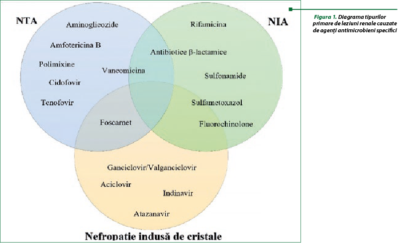  Figura 1. Diagrama tipurilor primare de leziuni renale cauzate de agenţi antimicrobieni specifici