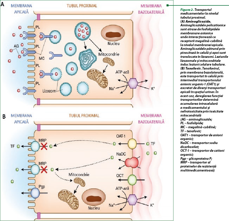 Figura 2. Transportul medicamentelor la nivelul tubului proximal.  (A) Aminoglicozide. Aminoglicozidele policationice sunt atrase de fosfolipidele membranare anionice unde interacţionează cu receptorii megalină-cubilină la nivelul membranei apicale. Aminoglicozidele pătrund prin pinocitoză în celulă şi apoi sunt translocate în lizozomi. Leziunile lizozomale şi mitocondriale induc leziuni celulare tubulare.  (B) Tenofovir. Tenofovirul, prin membrana bazolaterală, este transportat în celulă prin intermediul transportorului anionic organic-1 (OAT1) şi excretat de diverşi transportori apicali în spaţiul urinar. În acest caz, dereglarea funcţiei transportorilor determină acumularea intracelulară a medicamentului şi nefrotoxicitate prin toxicitate mitocondrială  (AG – aminoglicozide;  PL – fosfolipide;  MC – megalină-cubilină;  TF – tenofovir;  OAT1 – transportor de anioni organici;  NaDC – transportor sodiu dicarboxilat;  OCT-1 – transportor de cationi organici;  Pgp – glicoproteina P; MRP – transportor al proteinelor de rezistenţă multimedicamentoasă)