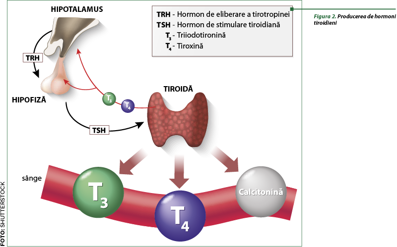 Figura 2. Producerea de hormoni tiroidieni