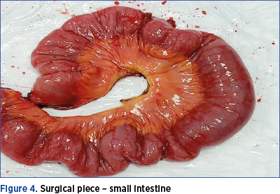 Figure 4. Surgical piece – small intestine