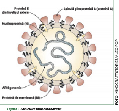 Figura 1. Structura unui coronavirus