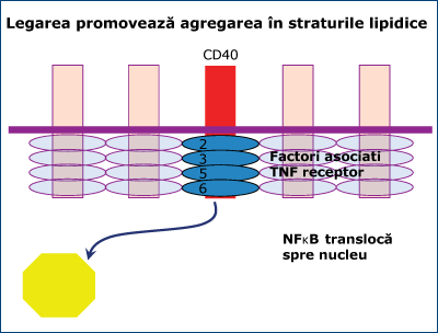 Figura 4. Rolul CD40L din celulele T helper