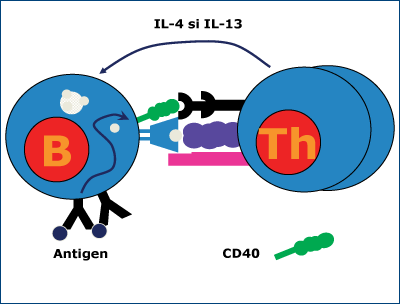 Figura 2. Activarea celulei B indusă de antigen