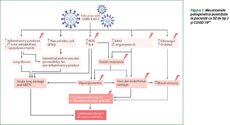 Figura 1. Mecanismele patogenetice potenţiale  la pacienţii cu DZ de tip 2  şi COVID-19(7)