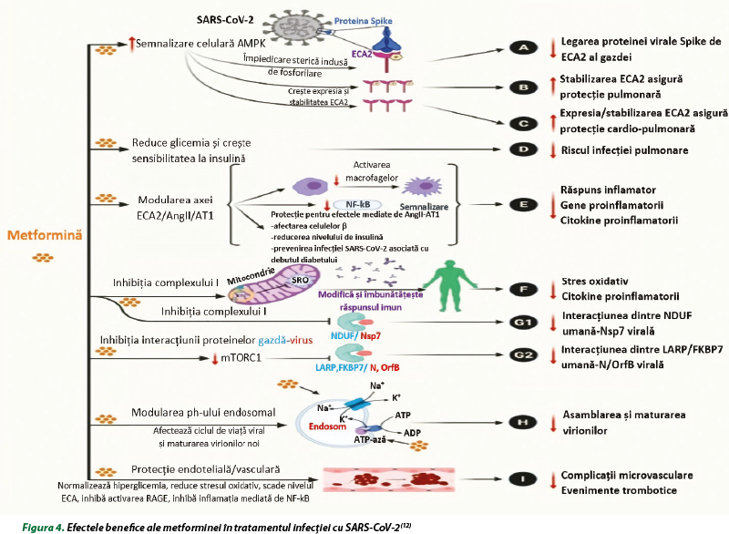 Figura 4. Efectele benefice ale metforminei în tratamentul infecţiei cu SARS-CoV-2(12)