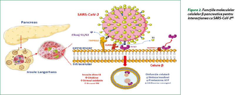 Figura 2. Funcţiile moleculelor celulelor β pancreatice pentru interacţiunea cu SARS-CoV-2(6)