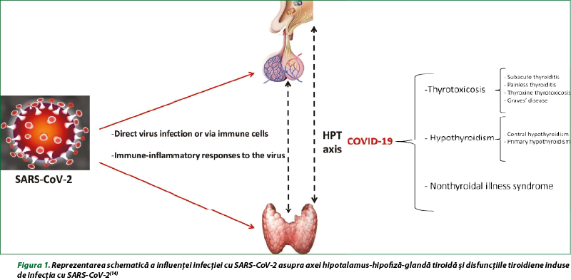 Figura 1. Reprezentarea schematică a influenţei infecţiei cu SARS-CoV-2 asupra axei hipotalamus-hipofiză-glandă tiroidă şi disfuncţiile tiroidiene induse de infecţia cu SARS-CoV-2(14)