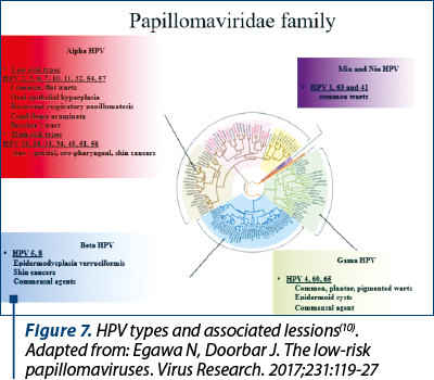 Figure 7. HPV types and associated lessions(10). Adapted from: Egawa N, Doorbar J. The low-risk papillomaviruses. Virus Research. 2017;231:119-27