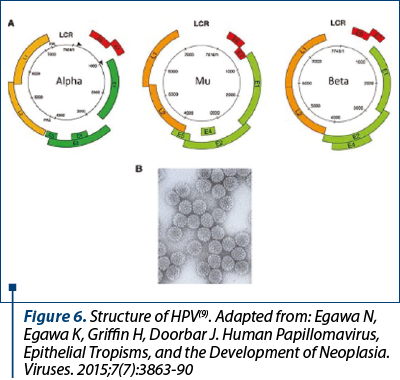 Figure 6. Structure of HPV(9). Adapted from: Egawa N, Egawa K, Griffin H, Doorbar J. Human Papillomavirus, Epithelial Tropisms, and the Development of Neoplasia. Viruses. 2015;7(7):3863-90 