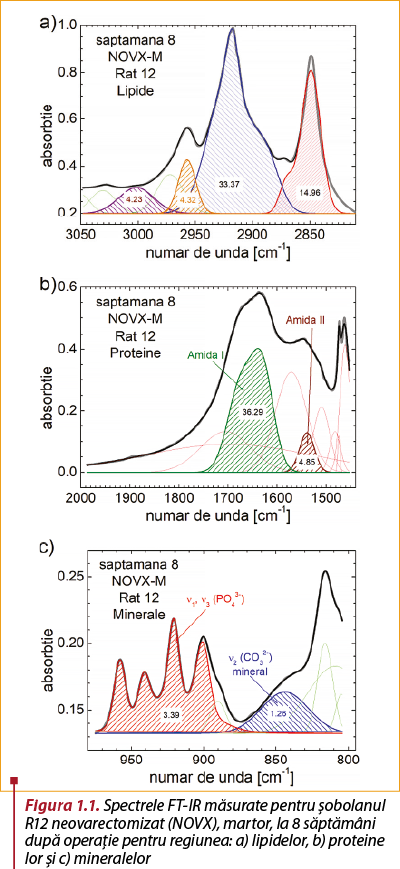 Figura 1.1. Spectrele FT-IR măsurate pentru şobolanul R12 neovarectomizat (NOVX), martor, la 8 săptămâni după operaţie pentru regiunea: a) lipidelor, b) protei­ne­lor şi c) mineralelor