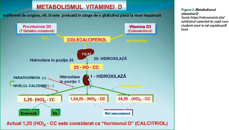 Figura 2. Metabolismul vitaminei D Sursă: https://vdocuments.site/rahitismul-carential-la-copil-curs-studenti-anul-iv-ial-copiidocpdf.html