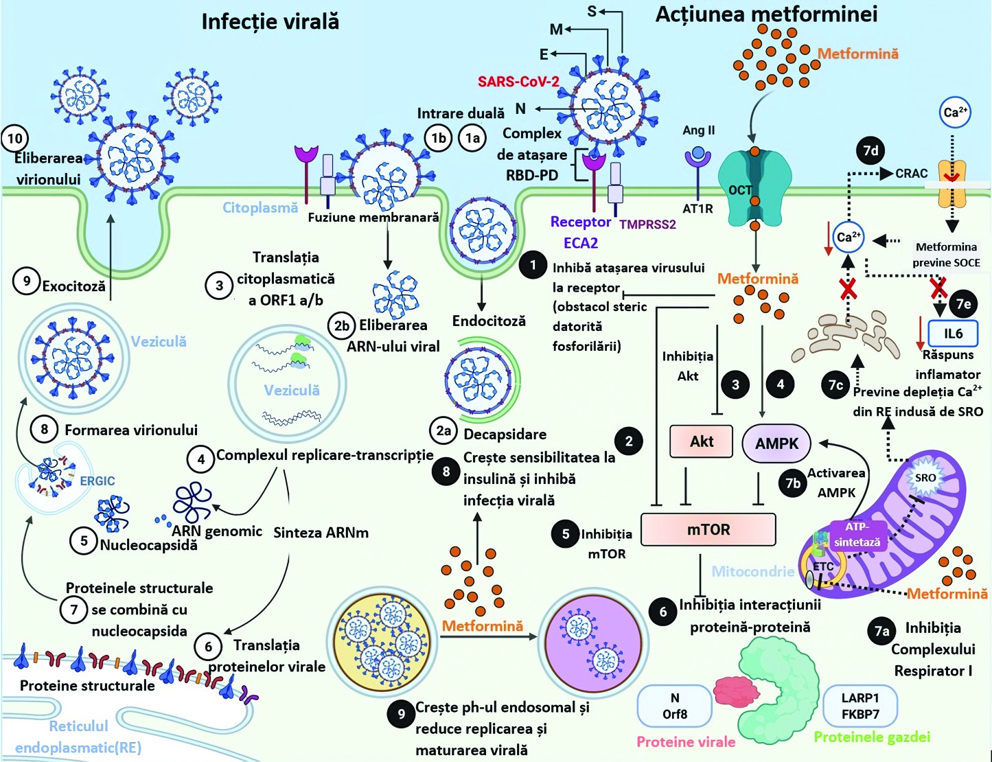 Figura 1. Patogeneza virală şi intervenţiile metforminei(21) ECA2 – enzima de conversie a angiotensinei 2; COVID-19 – boala Coronavirus 2019; CRAC – canal Ca2+ activat cu eliberarea Ca2+; ER – reticul endoplasmatic; ERGIC – ER‑Golgi compartiment intermediar; IL – interleukină; mTOR – ţintă de rapamicină la mamifere; PD – domeniul peptidazei; RBD – domeniu de legare la receptor; SRO – specii reactive de oxigen; SARS-CoV-2 – sindrom respirator acut sever Coronavirus 2; SOCE – intrare de calciu în celule