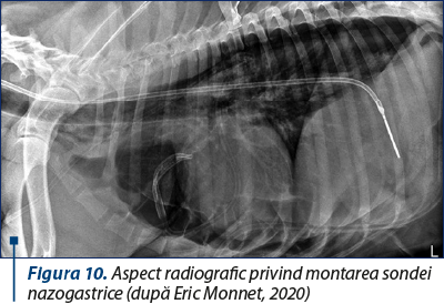 Figura 10. Aspect radiografic privind montarea sondei nazogastrice (după Eric Monnet, 2020)