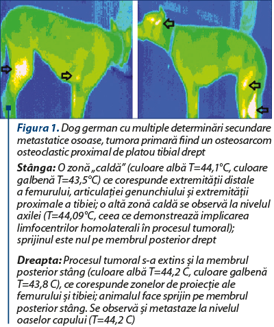 Figura 1. Dog german cu multiple determinări secundare metastatice osoase, tumora primară fiind un osteosarcom osteoclastic proximal de platou tibial drept Stânga: O zonă „caldă” (culoare albă T=44,1°C, culoare galbenă T=43,5°C) ce corespunde extremităţii distale a femurului, articulaţiei genunchiului şi extremităţii proximale a tibiei; o altă zonă caldă se observă la nivelul axilei (T=44,09°C, ceea ce demonstrează implicarea limfocentrilor homolaterali în procesul tumoral); sprijinul este nul pe membrul posterior drept Dreapta: Procesul tumoral s-a extins şi la membrul posterior stâng (culoare albă T=44,2 C, culoare galbenă T=43,8 C), ce corespunde zonelor de proiecţie ale femurului şi tibiei; animalul face sprijin pe membrul posterior stâng. Se observă şi metastaze la nivelul oaselor capului (T=44,2 C)