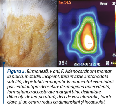 Figura 5. Birmaneză, 9 ani, F. Adenocarcinom mamar la pisică, în stadiu incipient, fără invazie limfonodală satelită, depistabil termografic la momentul examinării pacientului. Spre deosebire de imaginea antecedentă, formaţiunea aceasta are margini bine delimitate, diferenţe de temperatură, deci de vascularizaţie, foarte clare, şi un centru redus ca dimensiuni şi încapsulat