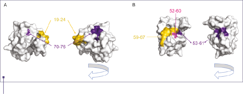 Figura 3. Epitopi B liniari (A) şi epitopi T (B) ai Amb a 6. Epitopii B şi T sunt suprapuşi pe structura 3D a Amb a 6 (vedere din faţă şi din spate). Numerele indică poziţiile aminoacizilor asociaţi epitopilor în secvenţa proteinei