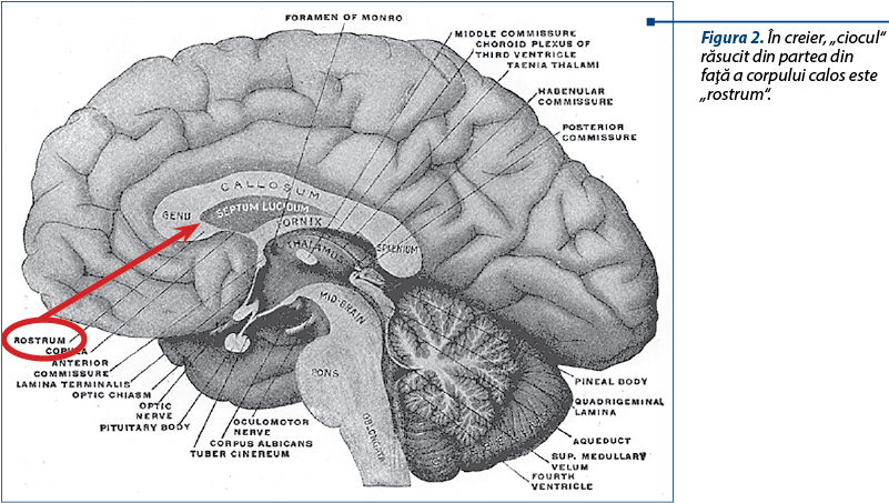 Figura 2. În creier, „ciocul“ răsucit din partea din faţă a corpului calos este „rostrum“