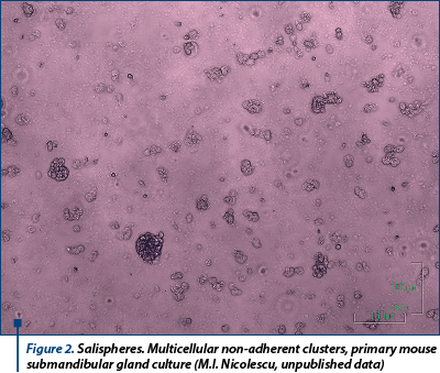 Figure 2. Salispheres. Multicellular non-adherent clusters, primary mouse submandibular gland culture (M.I. Nicolescu, unpublished data)