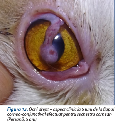 Figura 13. Ochi drept – aspect clinic la 6 luni de la flapul corneo-conjunctival efectuat pentru sechestru cornean (Persană, 5 ani)