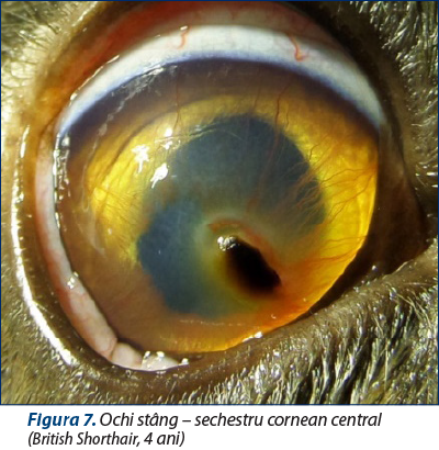 Figura 7. Ochi stâng – sechestru cornean central  (British Shorthair, 4 ani)