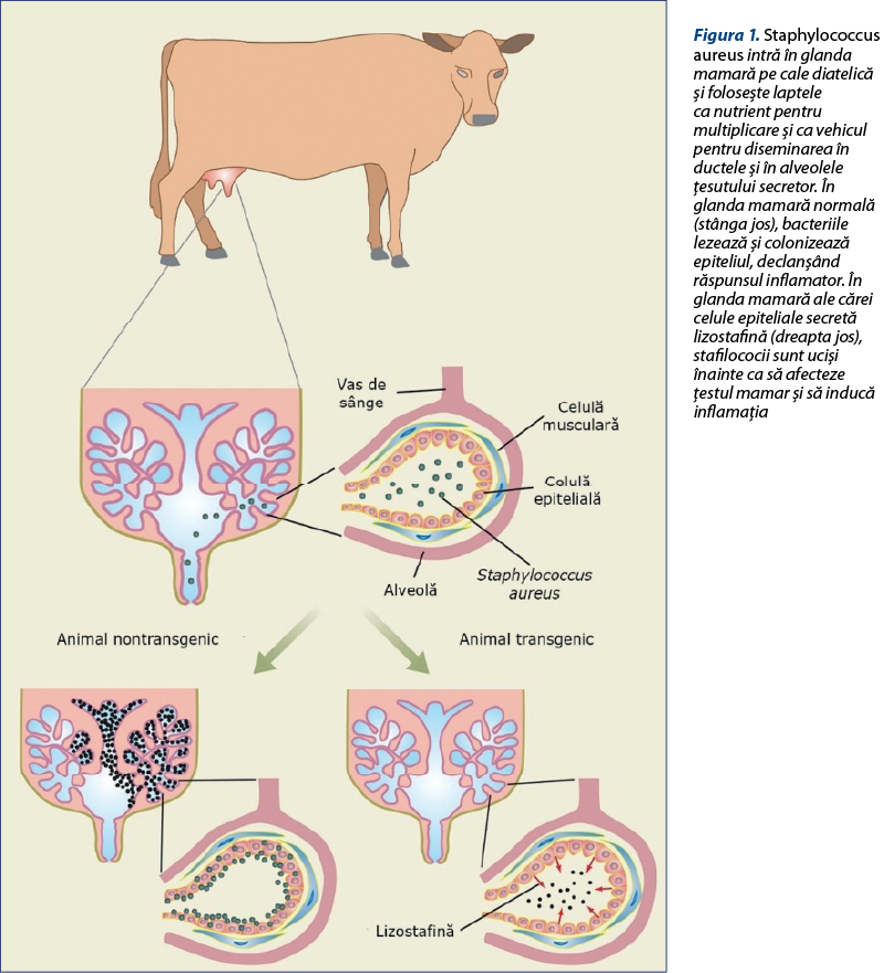 Figura 1. Staphylococcus aureus intră în glanda mamară pe cale diatelică şi foloseşte laptele ca nutrient pentru multiplicare şi ca vehicul pentru diseminarea în ductele şi în alveolele ţesutului secretor. În glanda mamară normală (stânga jos), bacteriile lezează şi colonizează epiteliul, declanşând răspunsul inflamator. În glanda mamară ale cărei celule epiteliale secretă lizostafină (dreapta jos), stafilococii sunt ucişi înainte ca să afecteze ţestul mamar şi să inducă inflamaţia
