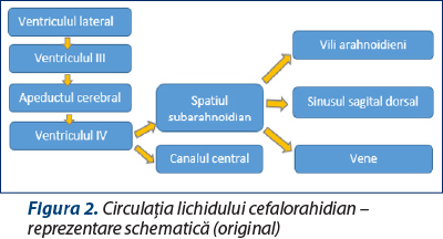 Figura 2. Circulaţia lichidului cefalorahidian – reprezentare schematică (original)