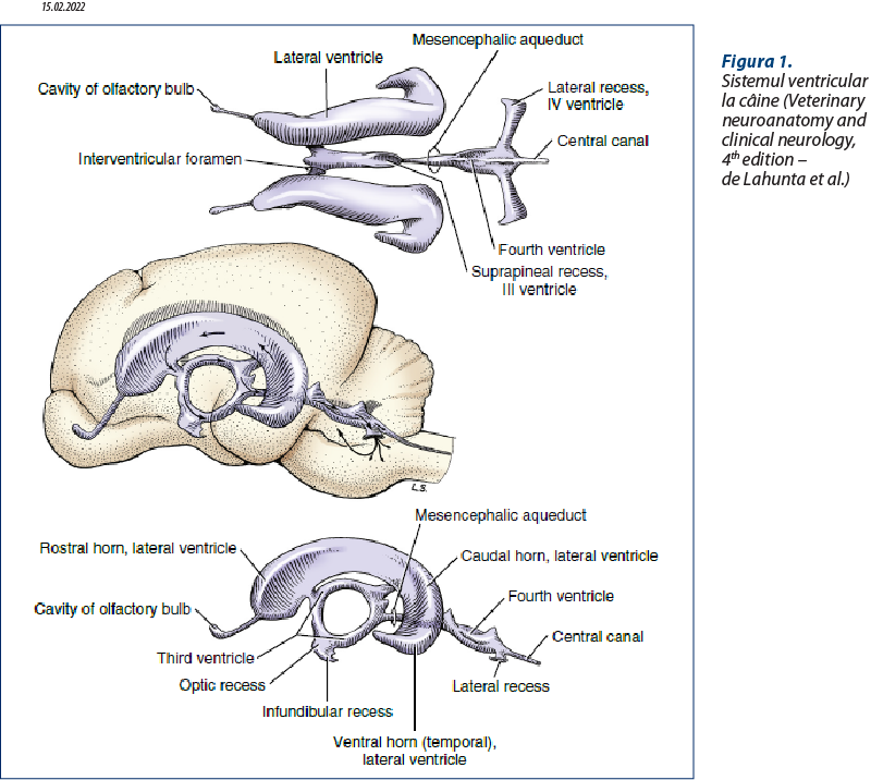 Figura 1.  Sistemul ventricular la câine (Veterinary neuroanatomy and clinical neurology, 4th edition –  de Lahunta et al.)