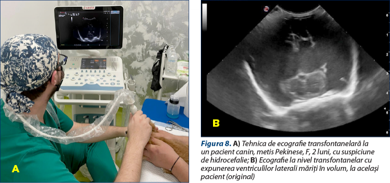 Figura 8. A) Tehnica de ecografie transfontanelară la un pacient canin, metis Pekinese, F, 2 luni, cu suspiciune de hidro­cefalie; B) Ecografie la nivel transfontanelar cu expunerea ventriculilor laterali măriţi în volum, la acelaşi pacient (original)