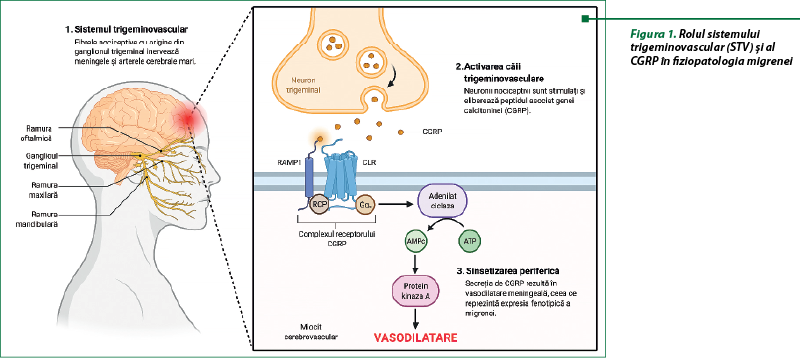 Figura 1. Rolul sistemului trigeminovascular (STV) şi al CGRP în fiziopatologia migrenei