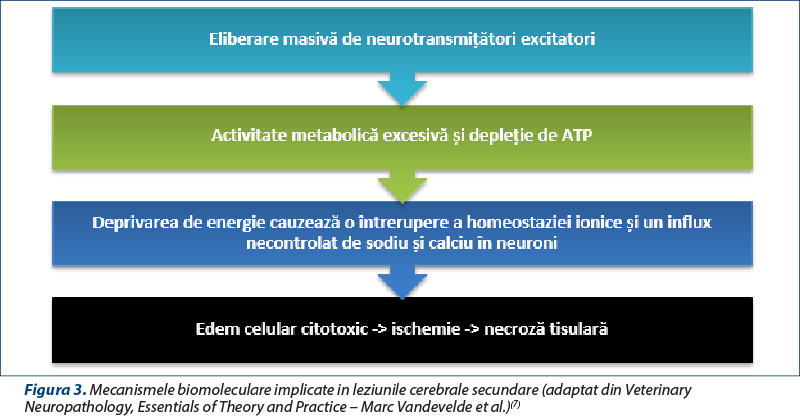 Figura 3. Mecanismele biomoleculare implicate in leziunile cerebrale secundare (adaptat din Veterinary Neuropathology, Essentials of Theory and Practice – Marc Vandevelde et al.)(7)