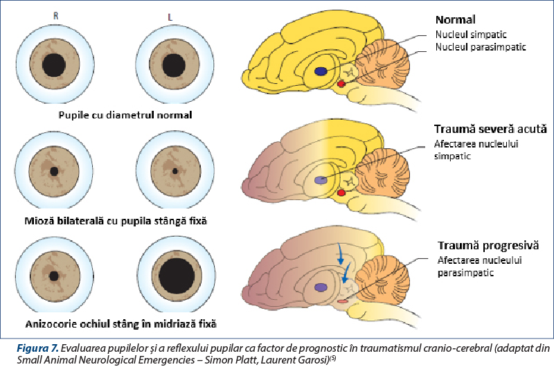 Figura 7. Evaluarea pupilelor şi a reflexului pupilar ca factor de prognostic în traumatismul cranio‑cerebral (adaptat din Small Animal Neurological Emergencies – Simon Platt, Laurent Garosi)(5)