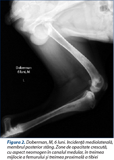 Figura 2. Doberman, M, 6 luni. Incidenţă mediolaterală, membrul posterior stâng. Zone de opacitate crescută, cu aspect neomogen în canalul medular, în treimea mijlocie a femurului şi treimea proximală a tibiei 