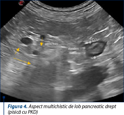 Figura 4. Aspect multichistic de lob pancreatic drept (pisică cu PKD)