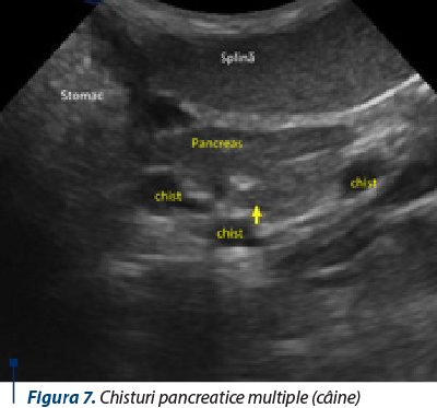 Figura 7. Chisturi pancreatice multiple (câine)