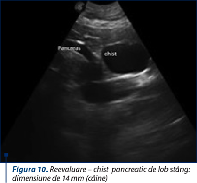 Figura 10. Reevaluare – chist  pancreatic de lob stâng: dimensiune de 14 mm (câine)