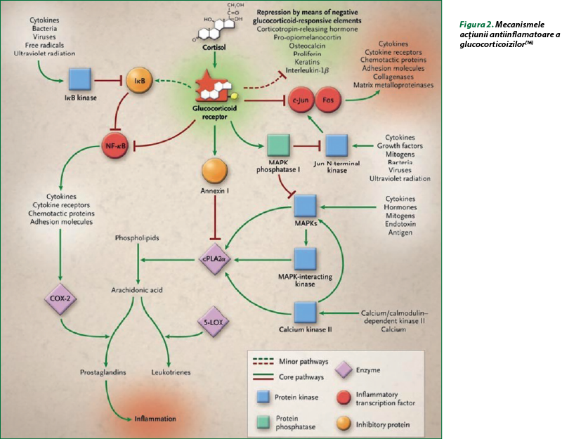 Figura 2. Mecanismele acţiunii antiinflamatoare a glucocorticoizilor(16)