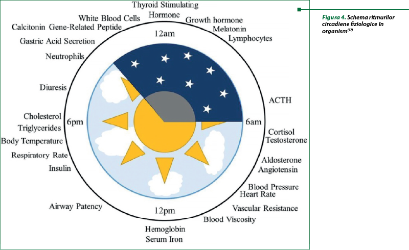 Figura 4. Schema ritmurilor circadiene fiziologice în organism(17)