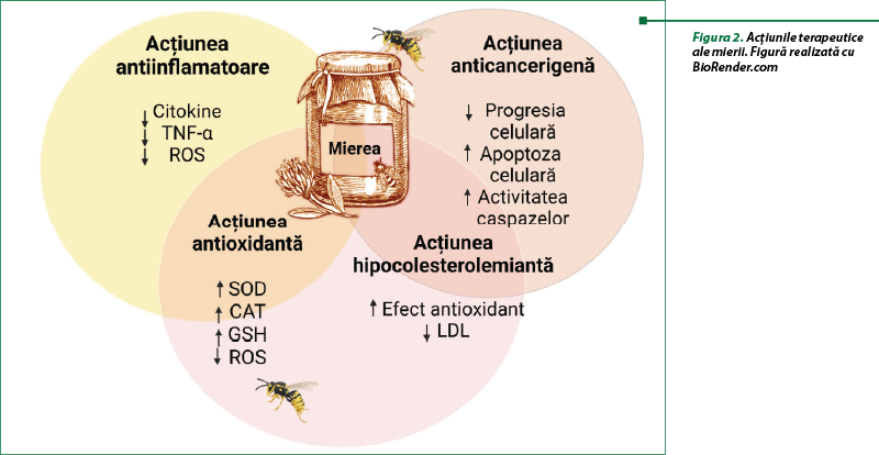 Figura 2. Acţiunile terapeutice ale mierii. Figură realizată cu BioRender.com